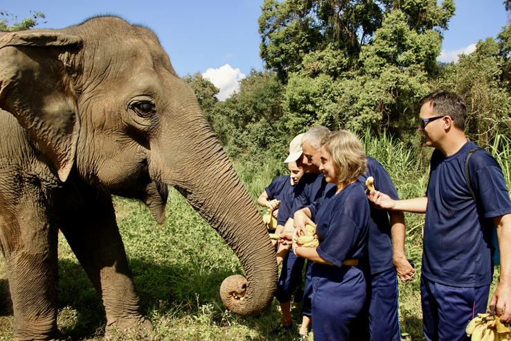 Tailândia Elefantes