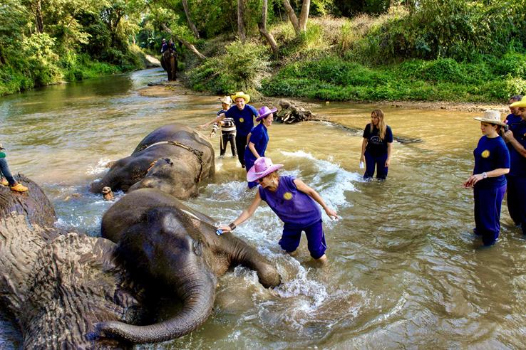 Tailândia Elefantes